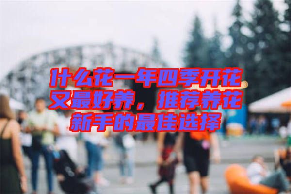 什么花一年四季開花又最好養(yǎng)，推薦養(yǎng)花新手的最佳選擇