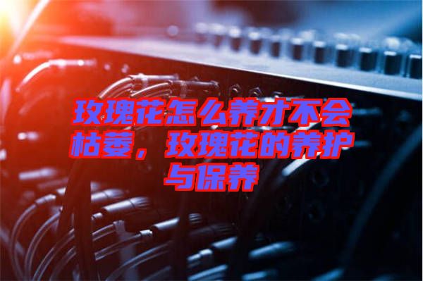 玫瑰花怎么養(yǎng)才不會枯萎，玫瑰花的養(yǎng)護與保養(yǎng)