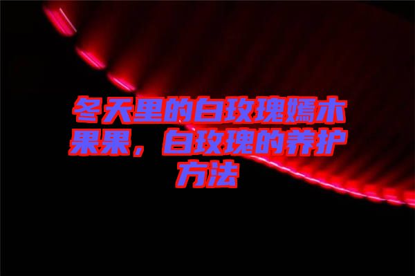冬天里的白玫瑰嫣木果果，白玫瑰的養(yǎng)護(hù)方法