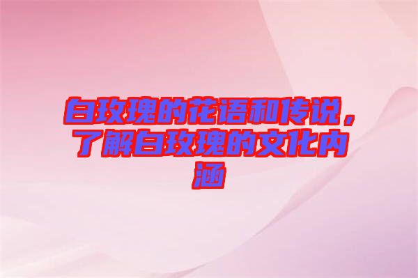白玫瑰的花語和傳說，了解白玫瑰的文化內(nèi)涵