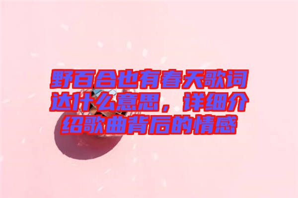 野百合也有春天歌詞達(dá)什么意思，詳細(xì)介紹歌曲背后的情感