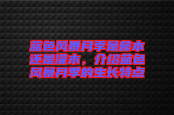藍(lán)色風(fēng)暴月季是藤本還是灌木，介紹藍(lán)色風(fēng)暴月季的生長特點(diǎn)