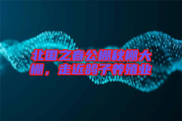 北國之春公棚秋棚大棚，走近鴿子養(yǎng)殖業(yè)