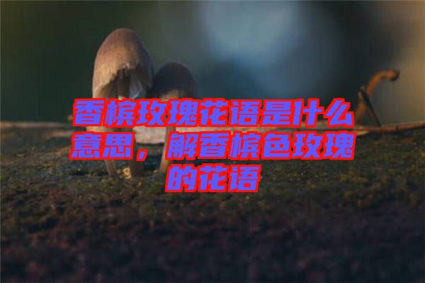 香檳玫瑰花語是什么意思，解香檳色玫瑰的花語